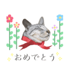 我が家のアイドル こてつのスタンプ（個別スタンプ：8）