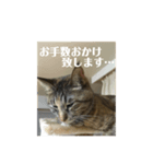 キジトラなっちゃんの敬語スタンプ（個別スタンプ：2）