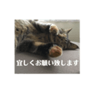 キジトラなっちゃんの敬語スタンプ（個別スタンプ：3）
