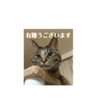 キジトラなっちゃんの敬語スタンプ（個別スタンプ：4）