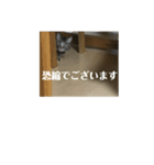 キジトラなっちゃんの敬語スタンプ（個別スタンプ：5）