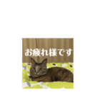 キジトラなっちゃんの敬語スタンプ（個別スタンプ：6）