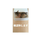 キジトラなっちゃんの敬語スタンプ（個別スタンプ：7）
