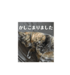 キジトラなっちゃんの敬語スタンプ（個別スタンプ：8）
