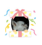 ゆるるんチワワのmilk（個別スタンプ：5）