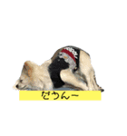 ゆるるんチワワのmilk（個別スタンプ：7）