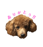 僕はころっけ（個別スタンプ：21）