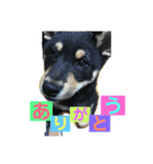 柴犬家族の日常（個別スタンプ：1）