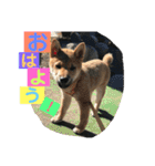 柴犬家族の日常（個別スタンプ：2）