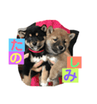 柴犬家族の日常（個別スタンプ：3）