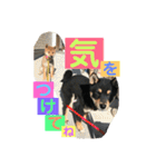 柴犬家族の日常（個別スタンプ：4）