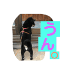 柴犬家族の日常（個別スタンプ：5）