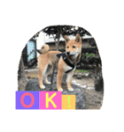 柴犬家族の日常（個別スタンプ：6）