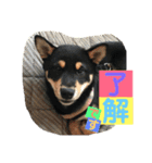 柴犬家族の日常（個別スタンプ：7）