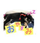 柴犬家族の日常（個別スタンプ：8）