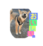 柴犬家族の日常（個別スタンプ：9）