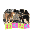 柴犬家族の日常（個別スタンプ：10）
