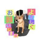 柴犬家族の日常（個別スタンプ：11）