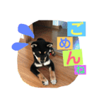 柴犬家族の日常（個別スタンプ：12）