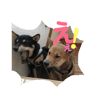 柴犬家族の日常（個別スタンプ：13）