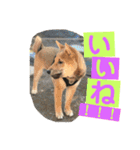 柴犬家族の日常（個別スタンプ：14）