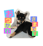 柴犬家族の日常（個別スタンプ：15）