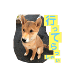 柴犬家族の日常（個別スタンプ：16）