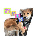 柴犬家族の日常（個別スタンプ：17）