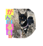 柴犬家族の日常（個別スタンプ：18）