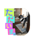 柴犬家族の日常（個別スタンプ：19）