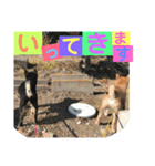 柴犬家族の日常（個別スタンプ：20）