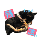 柴犬家族の日常（個別スタンプ：21）