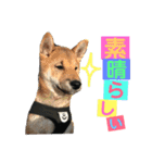 柴犬家族の日常（個別スタンプ：22）