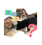 柴犬家族の日常（個別スタンプ：23）