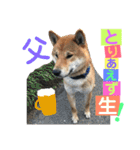 柴犬家族の日常（個別スタンプ：24）