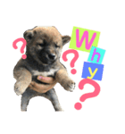 柴犬家族の日常（個別スタンプ：25）