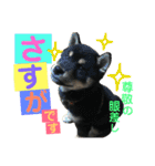 柴犬家族の日常（個別スタンプ：26）