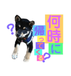 柴犬家族の日常（個別スタンプ：27）