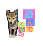 柴犬家族の日常（個別スタンプ：28）