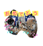 柴犬家族の日常（個別スタンプ：29）