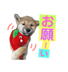 柴犬家族の日常（個別スタンプ：30）