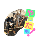柴犬家族の日常（個別スタンプ：32）