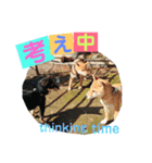 柴犬家族の日常（個別スタンプ：33）
