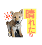 柴犬家族の日常（個別スタンプ：34）