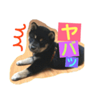 柴犬家族の日常（個別スタンプ：35）