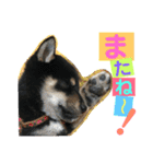柴犬家族の日常（個別スタンプ：37）