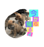 柴犬家族の日常（個別スタンプ：38）