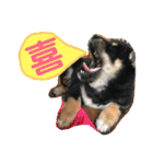 柴犬家族の日常（個別スタンプ：39）