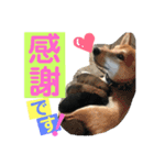 柴犬家族の日常（個別スタンプ：40）