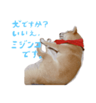 柴犬 なっぺ（個別スタンプ：2）